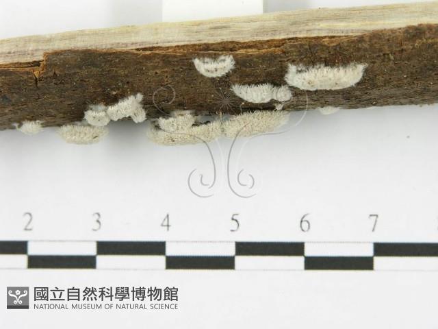 裂褶菌藏品圖，第4張