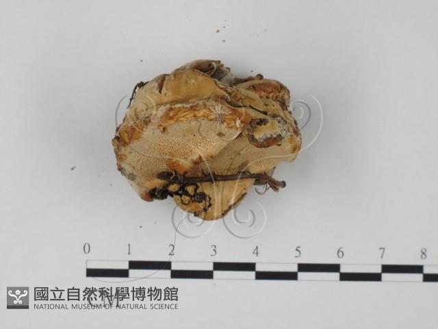 登錄號:F0019977藏品圖，第4張
