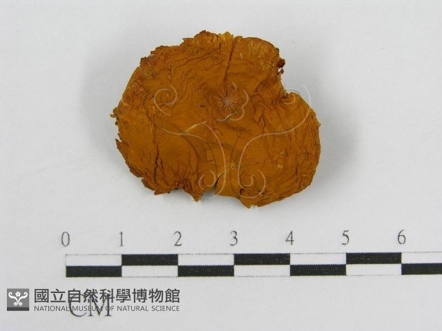 登錄號:F0013977藏品圖，第4張