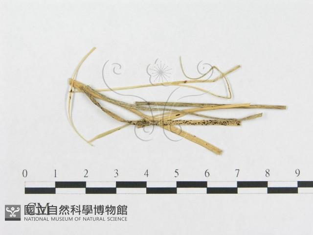 登錄號:F0011677藏品圖，第1張