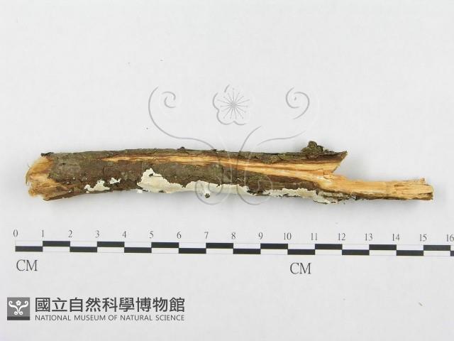 登錄號:F0014677藏品圖，第4張