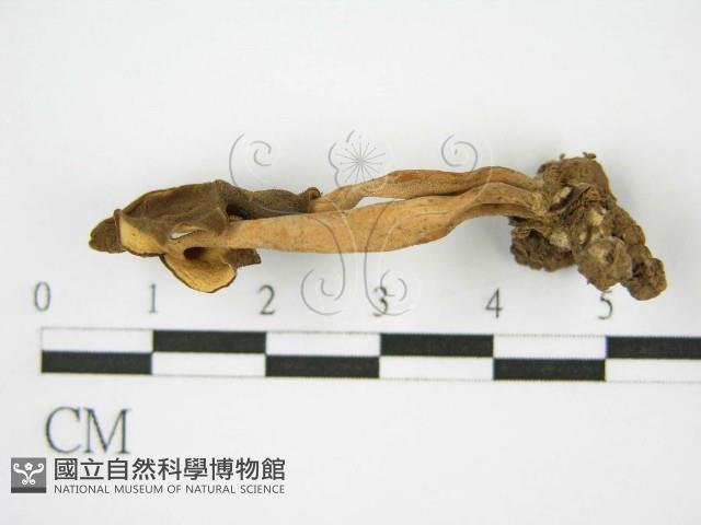 登錄號:F0013677藏品圖，第4張