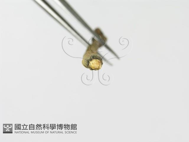 炭角菌屬藏品圖，第4張