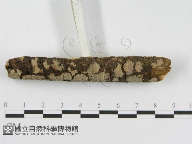 登錄號:F0010477藏品圖，第4張