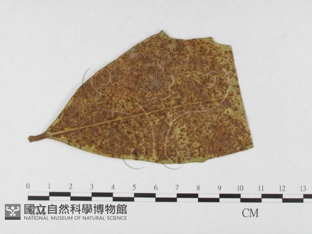 登錄號:F0026477藏品圖，第4張