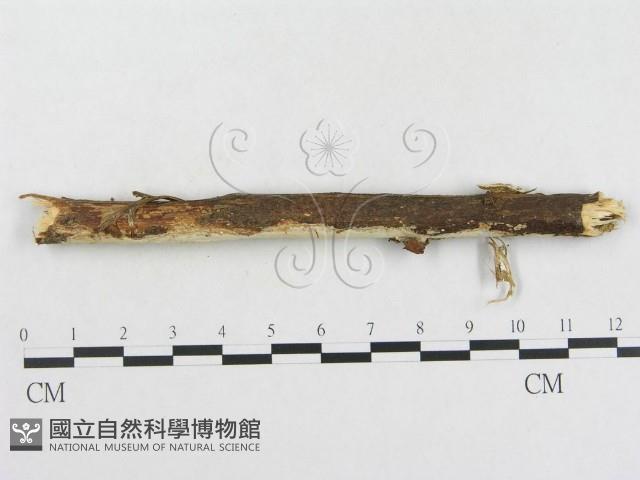 登錄號:F0002477藏品圖，第4張