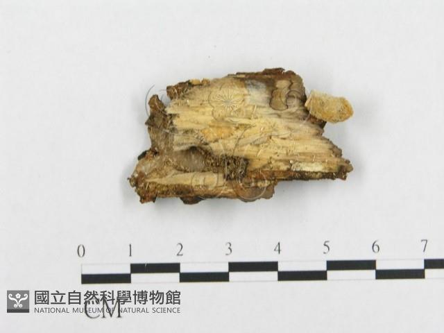 登錄號:F0017477藏品圖，第4張