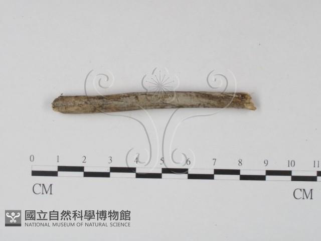 登錄號:F0013477藏品圖，第4張