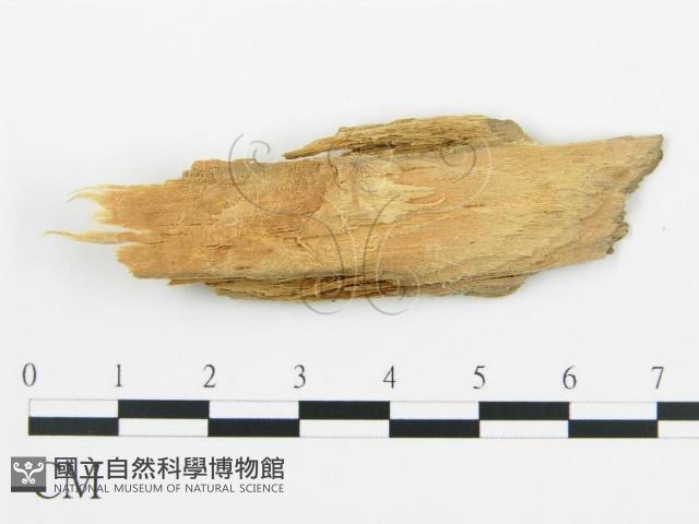 登錄號:F0016777藏品圖，第4張