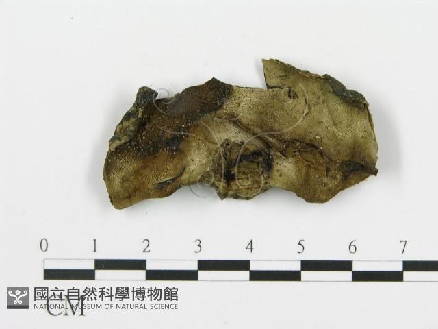 登錄號:F0019777藏品圖，第4張