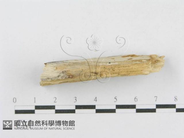 登錄號:F0013777藏品圖，第4張