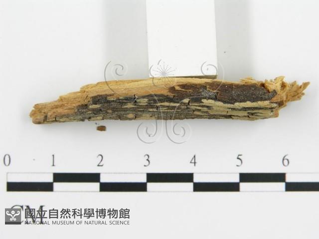 登錄號:F0016577藏品圖，第4張