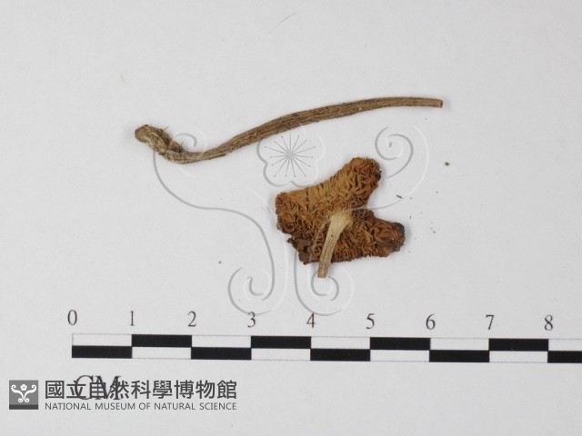 登錄號:F0014577藏品圖，第4張