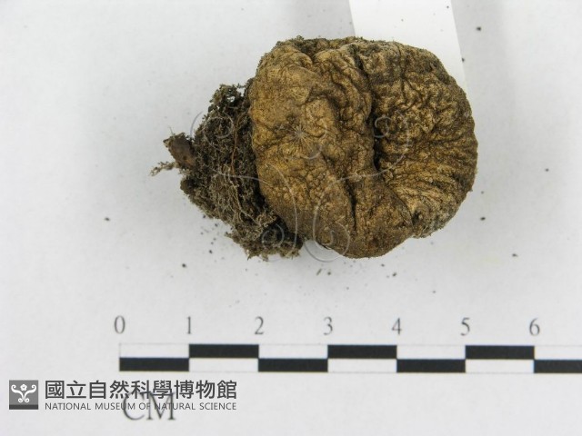 登錄號:F0005577藏品圖，第4張