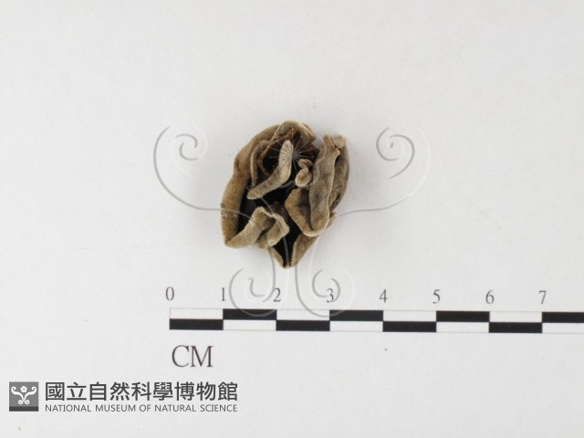 毛木耳藏品圖，第4張