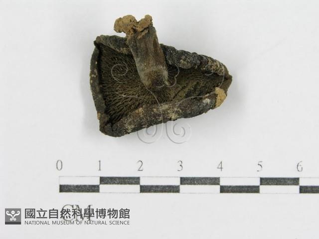 登錄號:F0011177藏品圖，第4張