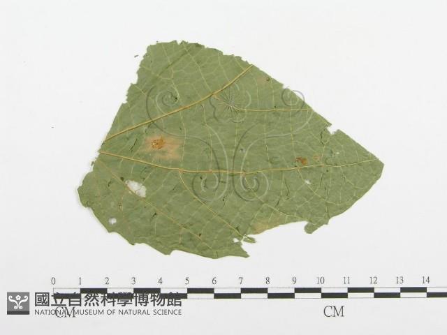 登錄號:F0019177藏品圖，第4張