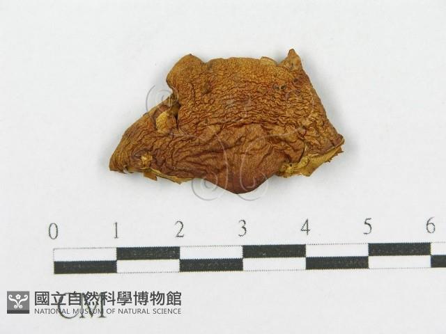 紅菇屬藏品圖，第4張