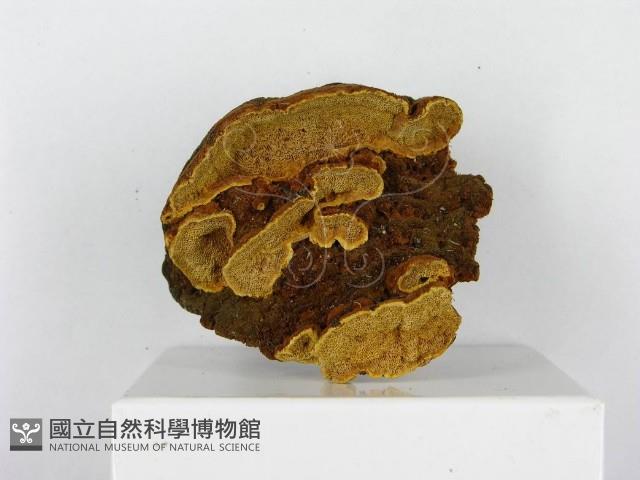 木層孔菌屬藏品圖，第4張