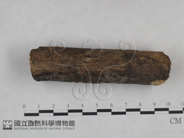 登錄號:F0025077藏品圖，第4張