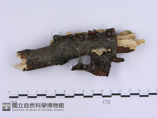 登錄號:F0008265藏品圖，第4張