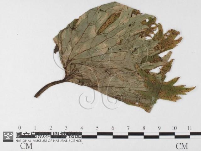 登錄號:F0026265藏品圖，第4張