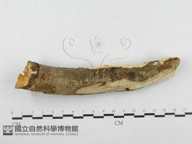 登錄號:F0001265藏品圖，第4張