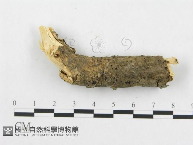 登錄號:F0011265藏品圖，第4張