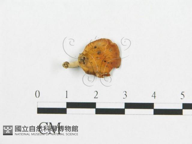 登錄號:F0017265藏品圖，第4張