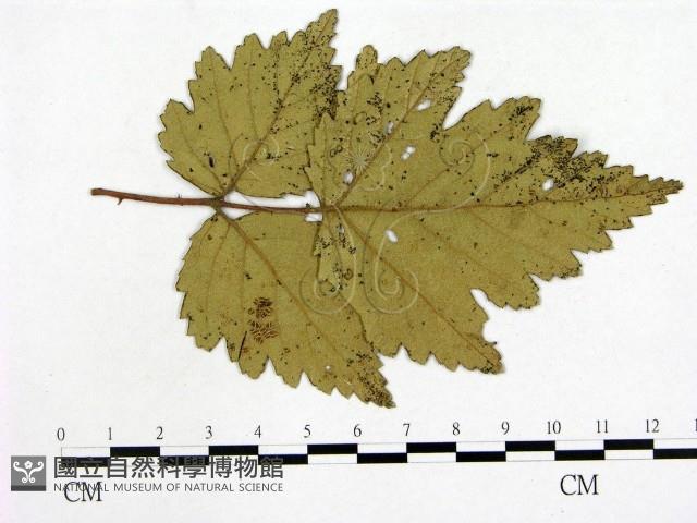 登錄號:F0019265藏品圖，第4張