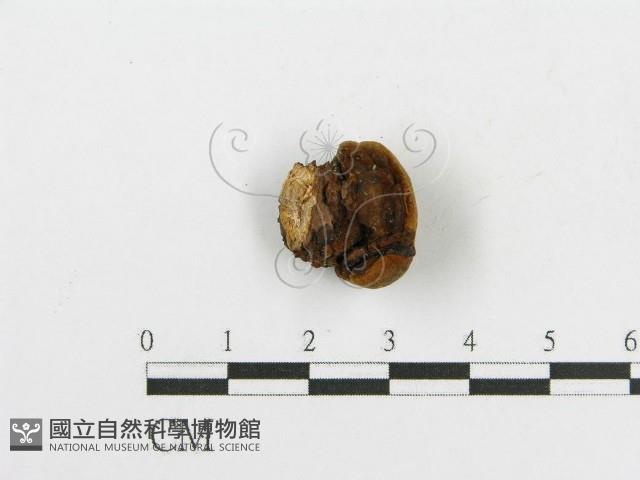 登錄號:F0017865藏品圖，第4張
