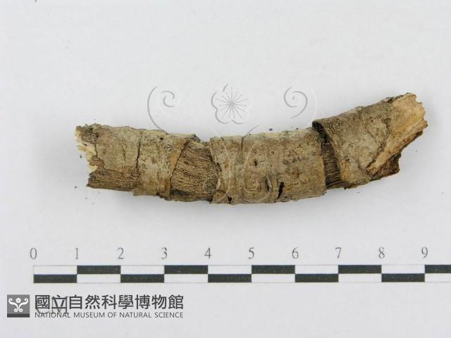 射脈菌屬藏品圖，第4張
