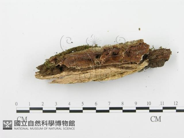 登錄號:F0002965藏品圖，第4張