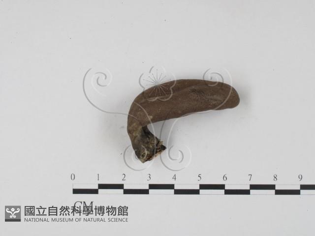 登錄號:F0009965藏品圖，第4張