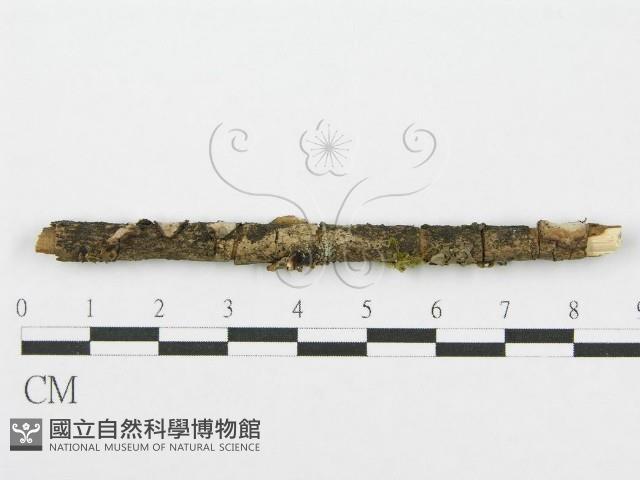 筍殼菌屬藏品圖，第4張