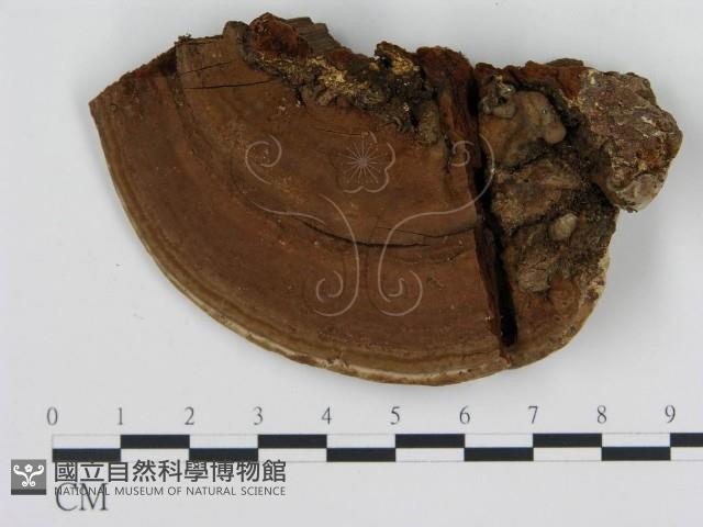登錄號:F0008665藏品圖，第4張