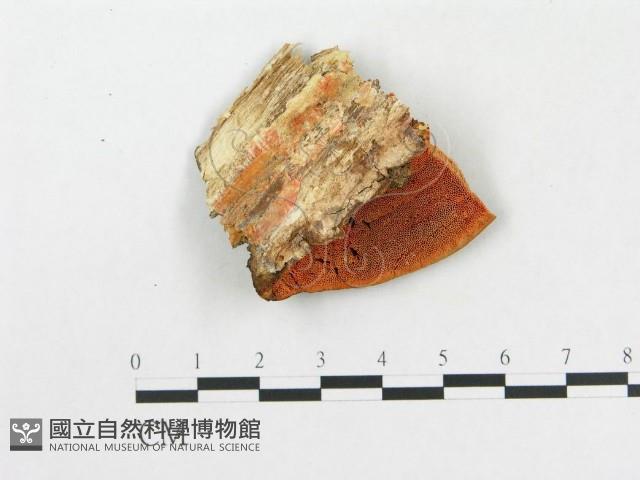 登錄號:F0017665藏品圖，第4張