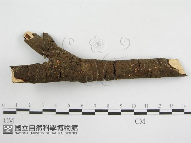 登錄號:F0005665藏品圖，第4張