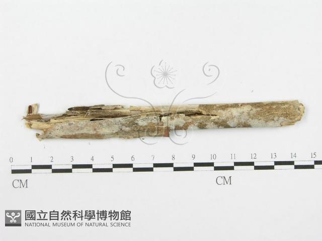 登錄號:F0020465藏品圖，第4張