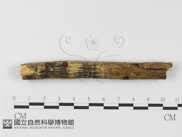 登錄號:F0010465藏品圖，第4張