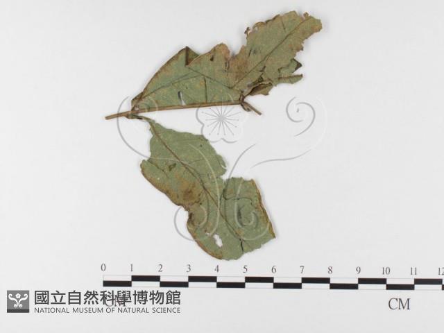 登錄號:F0026465藏品圖，第4張