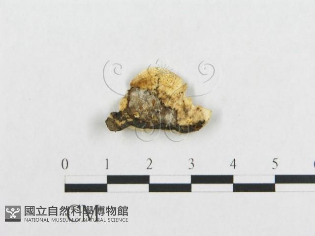 登錄號:F0017465藏品圖，第4張