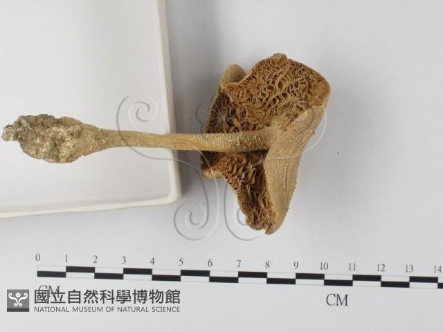 登錄號:F0003465藏品圖，第4張