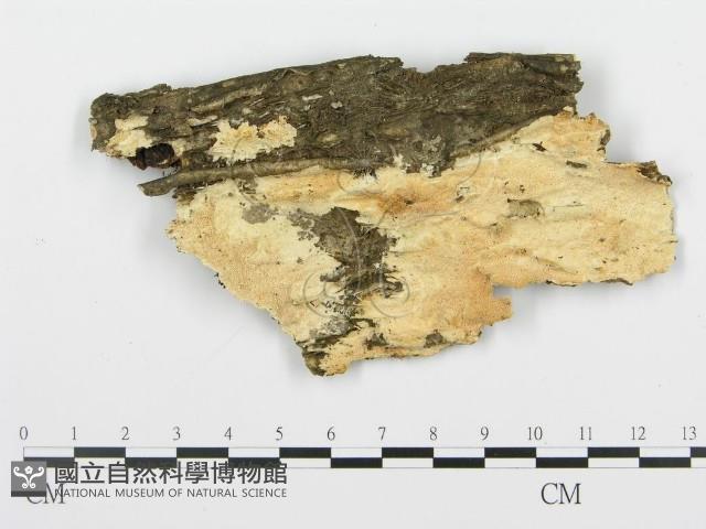 登錄號:F0019765藏品圖，第4張