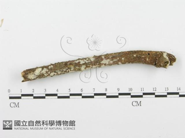 登錄號:F0001565藏品圖，第4張