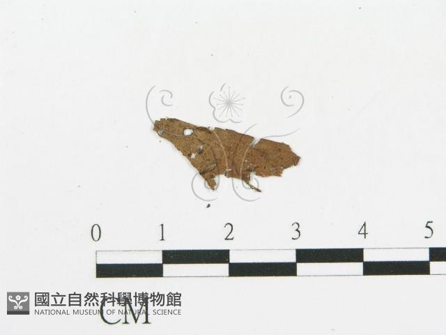 登錄號:F0011565藏品圖，第4張