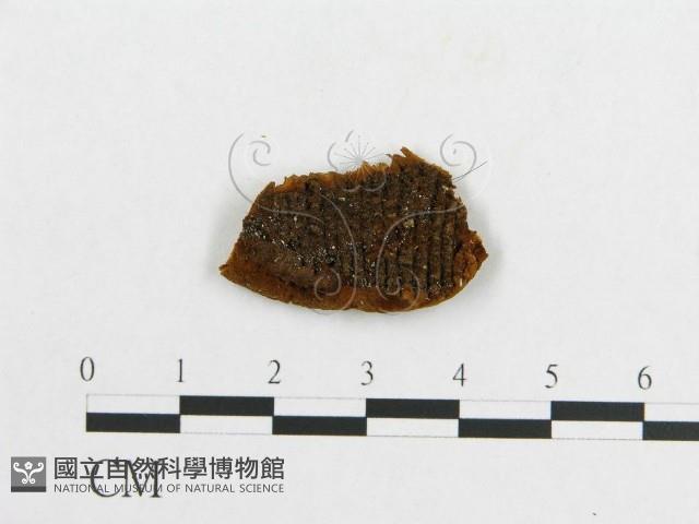 登錄號:F0017565藏品圖，第4張