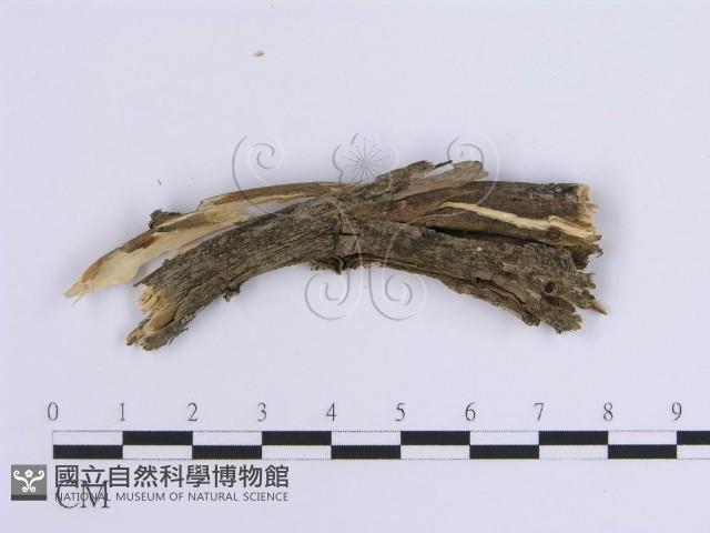 登錄號:F0013565藏品圖，第4張