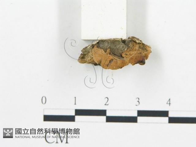 登錄號:F0007165藏品圖，第4張