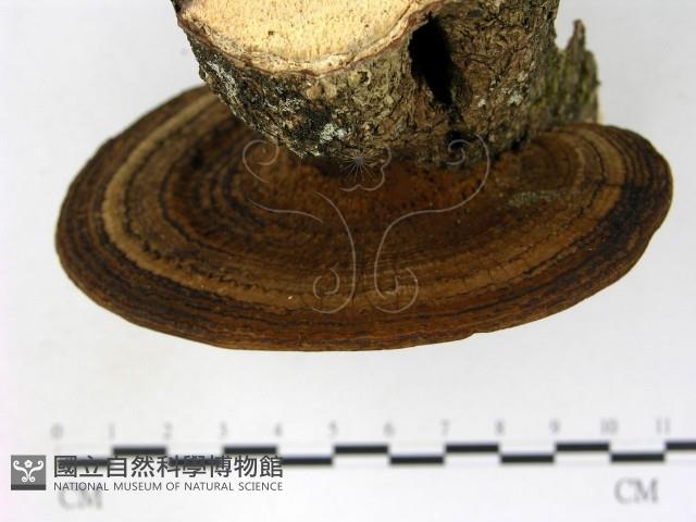 登錄號:F0009165藏品圖，第4張